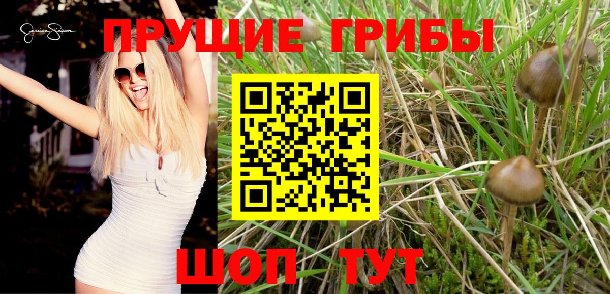 Псилоцибиновые грибы Psilocybine cubensis  Вход с VPN  Борисоглебск 